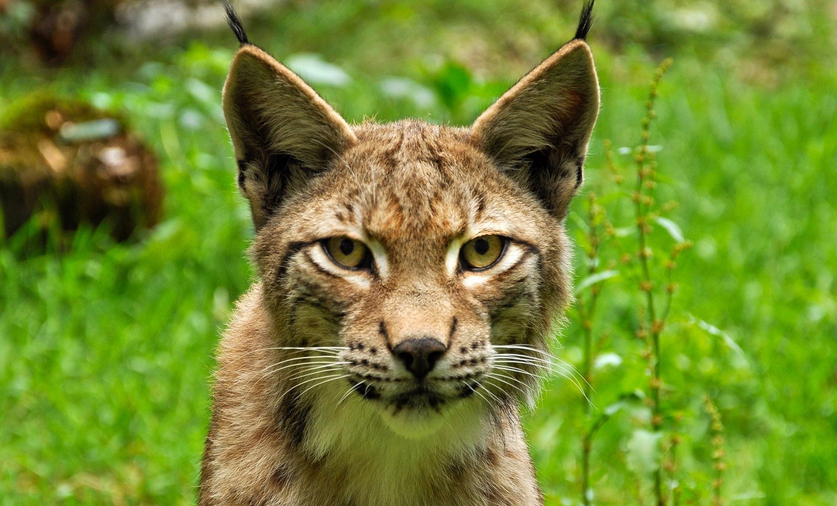 Foto: Zweckverband Naturpark Arnsberger Wald