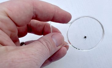 Zecke unter der Lupe