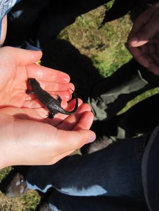 Ranger mit Kindern - Foto: Touristik-und Stadtmarketing Rüthen Ranger mit Kindern - Foto: Touristik-und Stadtmarketing Rüthen