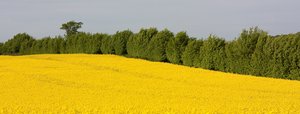 Rapsfeld mit Hecke. © Thorsten Schier - Fotolia.com