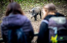 Wildschwein im Bilsteintal - Foto: Daniel Schröder Zwei Wanderer vor dem Wildgehege im Bilsteintal - Foto: Daniel Schröder