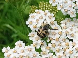 Pinselkäfer auf Blüte. Foto: UNB/ Kreis Soest Ein Pinselkäfer sitzt auf einer Blüte. Foto: UNB/ Kreis Soest