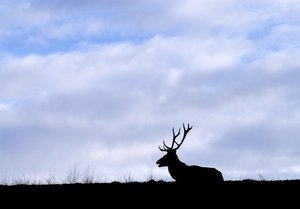 Silhouette eines Hirschs. Foto: Thomas Weinstock/Kreis Soest