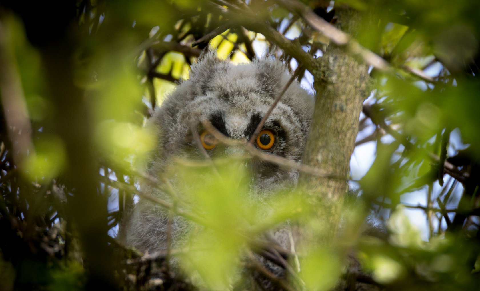 Nestling einer Waldohreule im Naturpark Arnsberger Wald © Tim Seiffert
