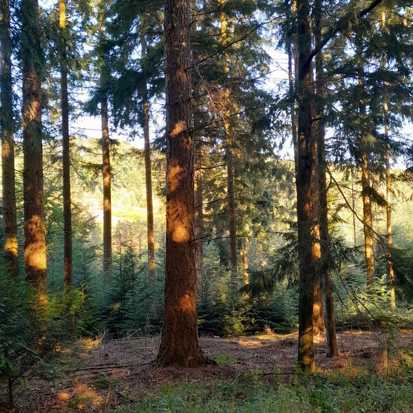 Entspannung beim Waldbaden