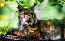 Luchs - Foto: Daniel Schröder Luchs - Foto: Daniel Schröder