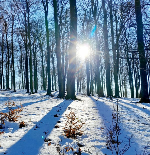 Waldbaden zum neuen Jahr Waldbaden zum neuen Jahr