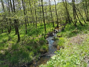 Schmalenau - Foto: Naturpark Arnsberger Wald Schmalenau - Foto: Naturpark Arnsberger Wald