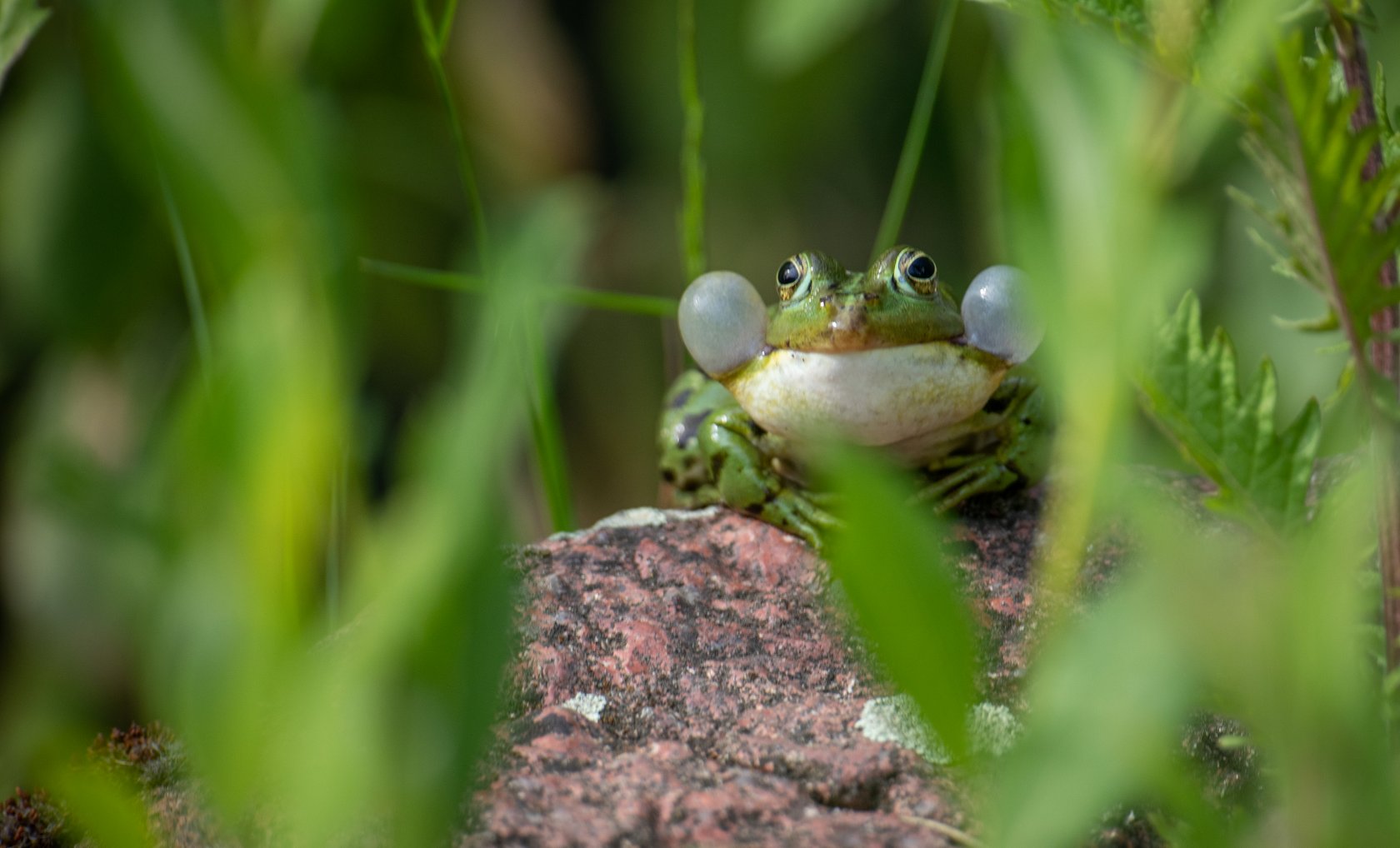 Eindrucksvoller Teichfrosch © Johannes Müller