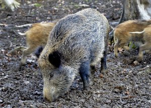 Wildschein. Foto: Thomas Weinstock/ Kreis Soest Wildschein. Foto: Thomas Weinstock/ Kreis Soest