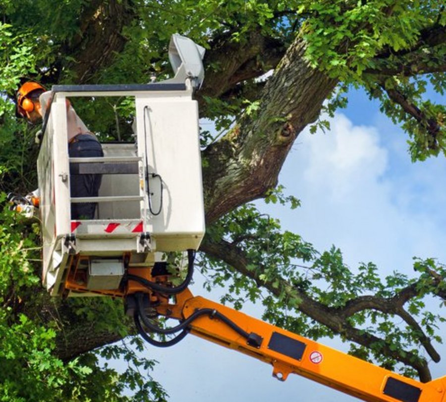 Hebebühne in einem Baumgipfel. Foto: © Petair - Fotolia.com