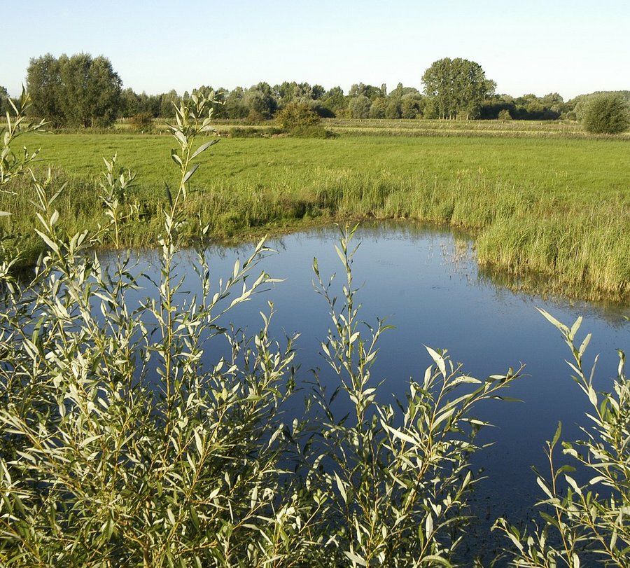 Tümpel vor grünem Gras. Foto: Kreis Soest/Thomas Weinstock