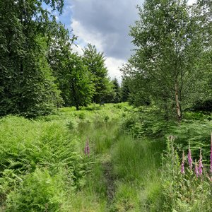 Foto: Waldbaden (c) Reinhilde Türich