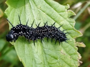Die Raupe eines Tagpfauenauges. Foto: UNB/ Kreis Soest Die Raupe eines Tagpfauenauges sitzt auf einem Blatt. Foto: UNB/ Kreis Soest