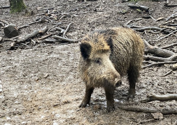 Wildschweindichte reduzieren