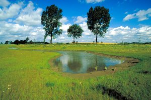 Biotop Welver-Scheidingen. Foto: Thomas Weinstock/ Kreis Soest Biotop in Welver-Scheidingen. Foto: Thomas Weinstock/ Kreis Soest