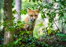 Fuchs im Wildpark Warstein - Foto: Daniel Schröder