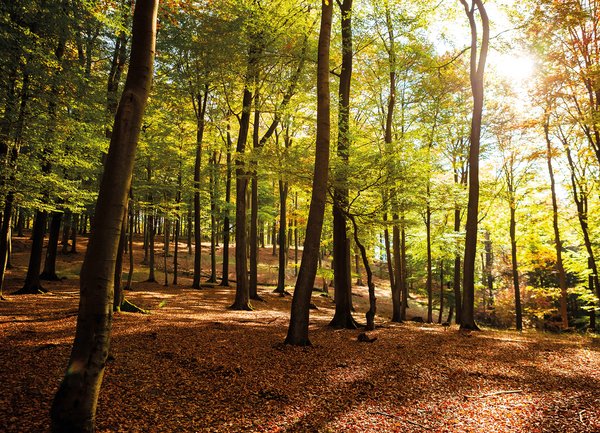 Waldbaden im Herbst