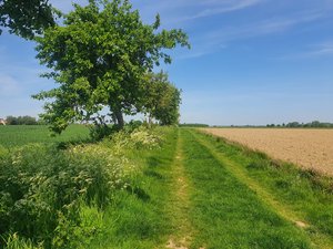Blühaspekt - Feldsaum in der Soester Feldflur, Kinderstube vieler heimischer Pflanzen und Tiere. Foto: UNB/ Kreis Soest Ein Feldsaum in der Soester Feldflur. Foto: UNB/ Kreis Soest