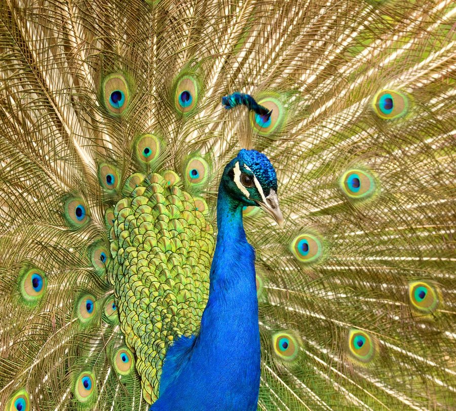 Foto: VDN/Jürgen Rei