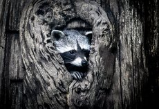 Ein Waschbär im Bilsteintal - Foto: Daniel Schröder