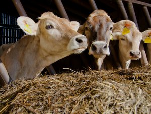 Kühe Foto: © Marionette - Fotolia Kühe im Stall vor Futter. ©Marionette - Fotolia