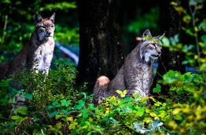 Luchse im Wildpark Warstein - Foto: Daniel Schröder Luchse im Wildpark Warstein - Foto: Daniel Schröder