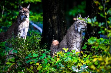 Luchse im Wildpark Warstein - Foto: Daniel Schröder Luchse im Wildpark Warstein - Foto: Daniel Schröder