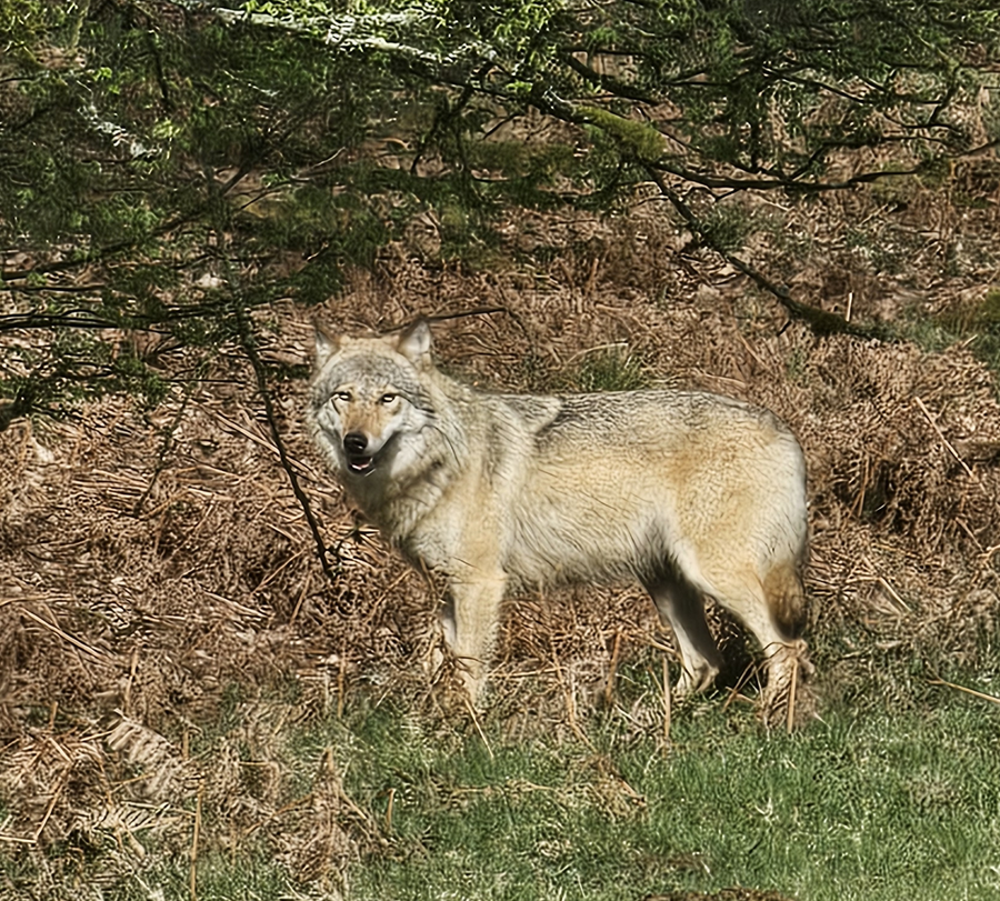 Wolf im Arnsberger Wald. Foto: Winfried Junker