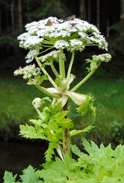 Riesenbärenklau, auch Herkulesstaude genannt. Foto: Thomas Weinstock/ Kreis Soest