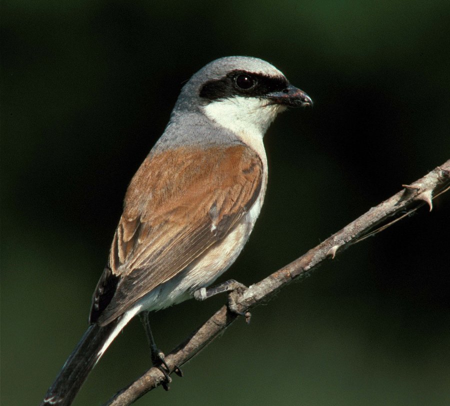 Neuntöter auf einem Ast - Foto: ABU Soest
