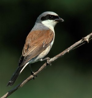 Neuntöter auf einem Ast - Foto: ABU Soest
