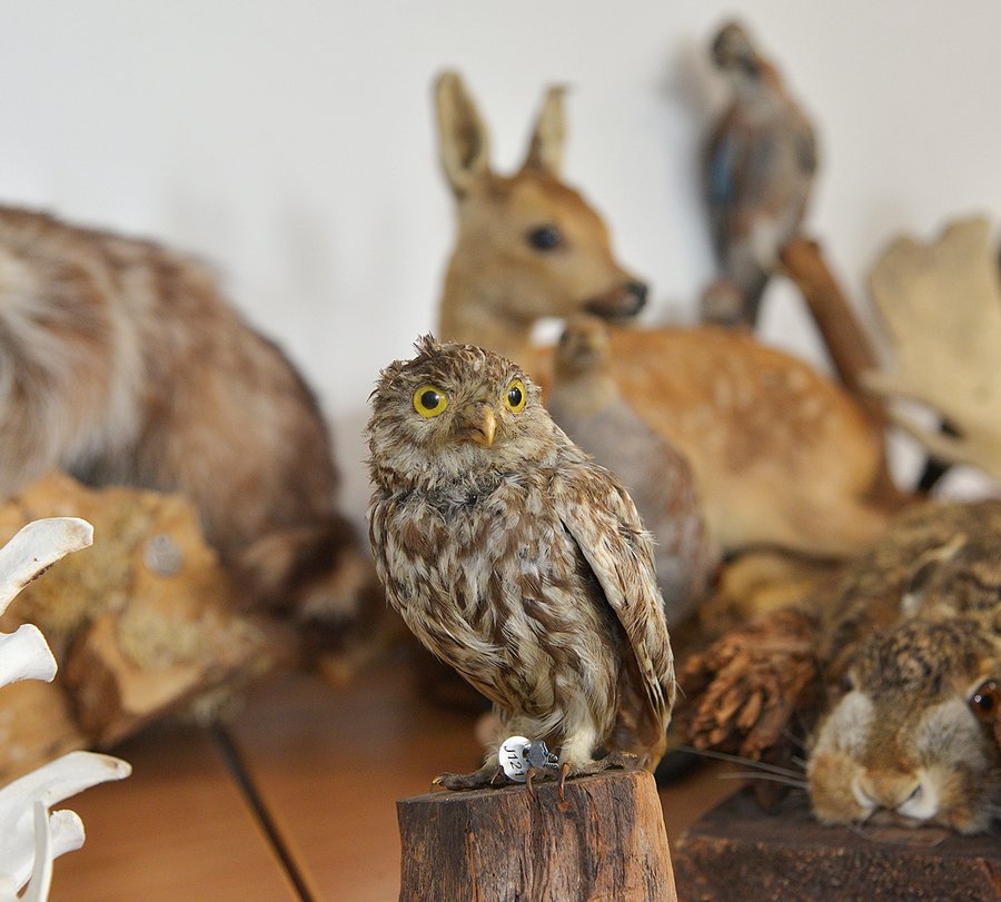 Foto: Tierpräparat eines Kauz aus einer Jägerprüfung, Sachgebiet 1 "Kenntnis der Tierarten, Wildbiologie, Wildhege, Naturschutz". Foto: Birgit Kalle/Kreis Soest