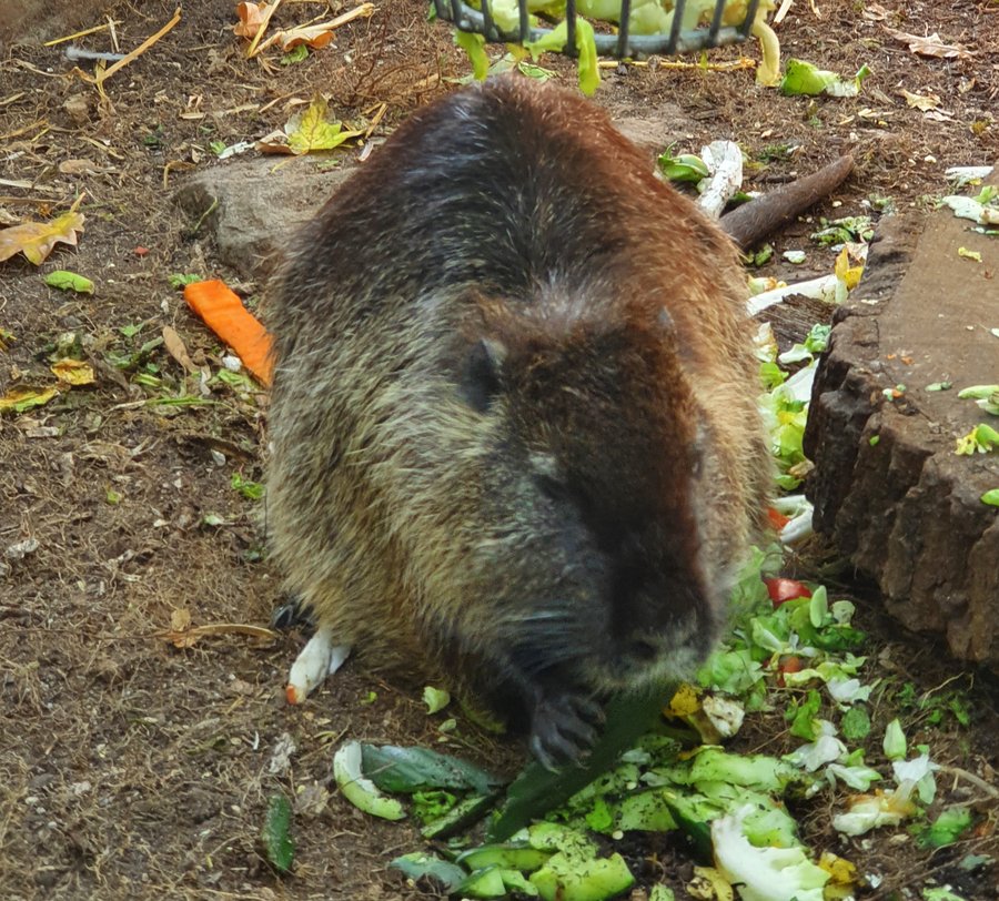 Ein Nutria. Foto: Sinaida Bayer-Schliwka/ Kreis Soest