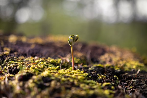 Frühlingserwachen Frühlingserwachen