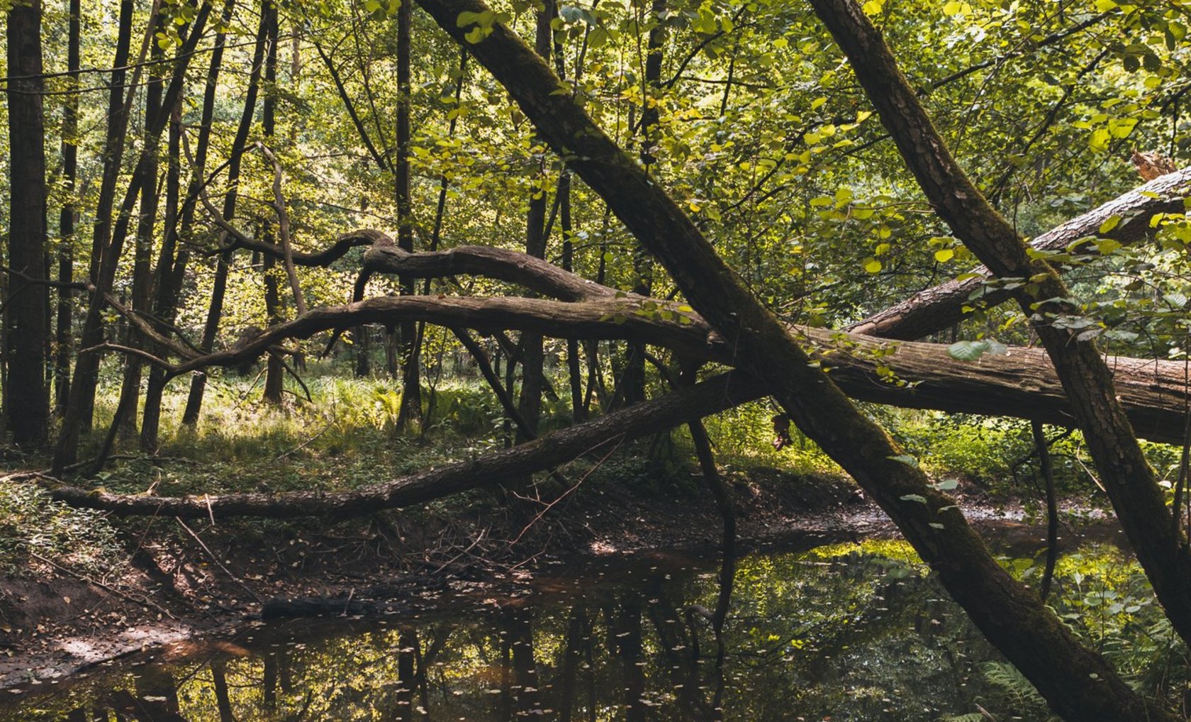 Wald und Wasser - Foto: Tourismus NRW e.V.