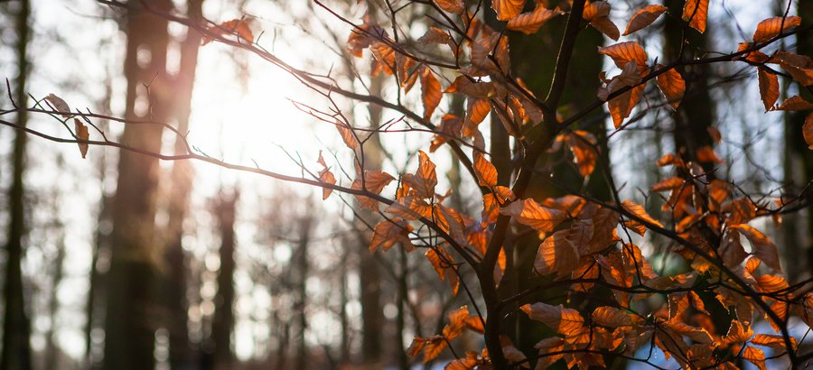 Winterlicher Wald - ® Tourismus NRW e.V.