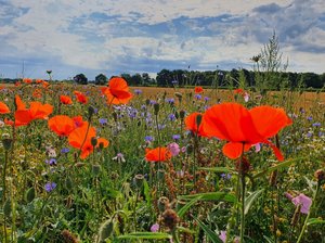 Feldsaum in Blütenpracht. Foto: UNB/Kreis Soest Feldsaum in Blütenpracht