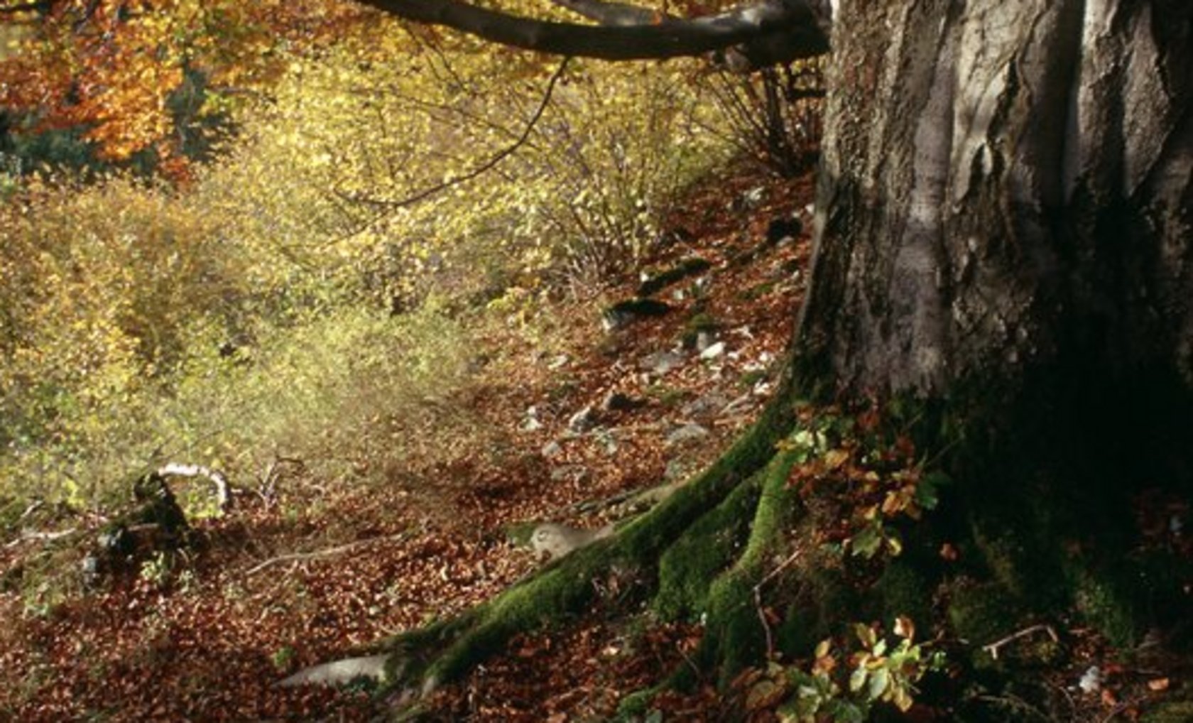 Alte Buche am Hohlen Stein im Lörmecketal - Foto: Naturpark Arnsberger Wald / Klaus-Peter Kappest