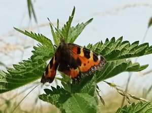 Ein kleiner Tagfalter. Foto: UNB/ Kreis Soest Ein kleiner Tagfalter auf einem Blatt. Foto: UNB/ Kreis Soest