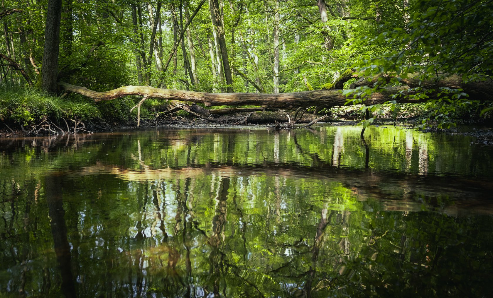 Der Naturpark Arnsberger Wald © Tim Seiffert