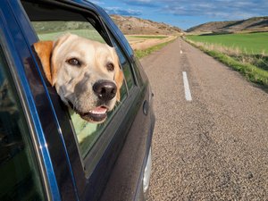 Reisen mit Tieren. Foto: © Dirima - Fotolia.com Hund hält Schnauze aus Autofenster. Foto: © Dirima - Fotolia.com