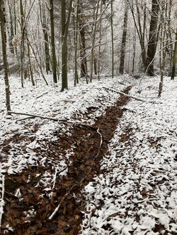 Projekt „Schwammwald“. Foto: Jennifer Weber/ Kreis Soest Das Bild zeigt den schneebedeckten Waldboden im Arnsberger Wald. Dort wurden im Rahmen des Schwammwald-Projekts künstlich angelegte Entwässerungsgräben zurückgebaut.