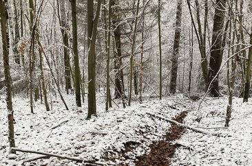 Das Bild zeigt den schneebedeckten Waldboden im Arnsberger Wald. Dort wurden im Rahmen des Schwammwald-Projekts künstlich angelegte Entwässerungsgräben zurückgebaut.