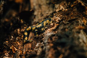 Feuersalamander - Foto: Jasper Kaiser