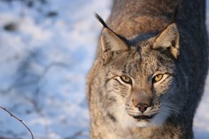 Luchs - Foto: Andreas Kühle Luchs im Schnee - Foto: Andreas Kühle