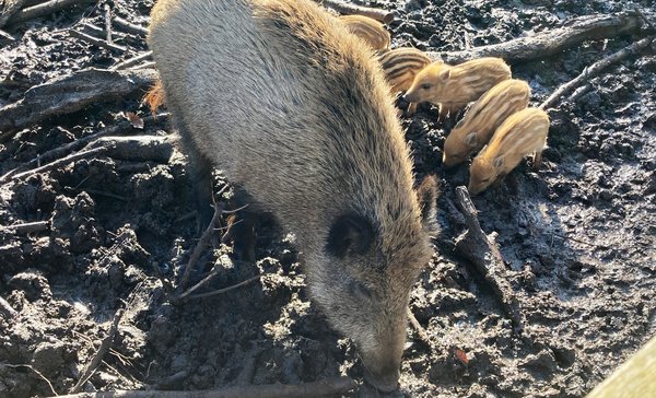 Afrikanische Schweinepest auf dem Vormarsch Afrikanische Schweinepest auf dem Vormarsch