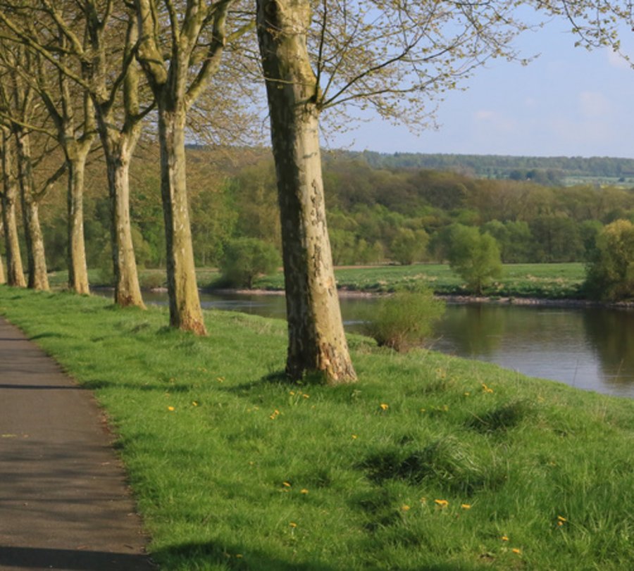 Straße entlang an einem begrünten Wegerandstreifen mit Bäumen. Foto: © photofranz56 - Fotolia