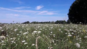 Einsaatackerbrache in Geseke. Foto: Marko Kneisz/Kreis Soest Einsaatackerbrache in Geseke. Foto: Marko Kneisz/Kreis Soest