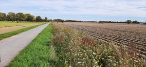 Saumstreifen im Spätsommer. Foto: UNB/Kreis Soest Saumstreifen im Spätsommer